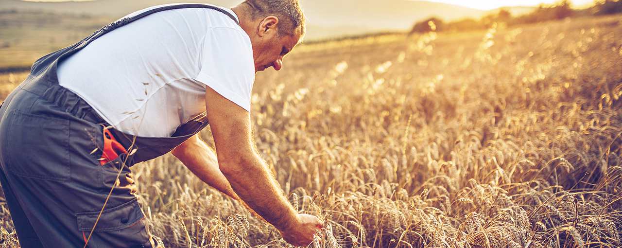 Starches, Sweeteners & Texturizers Sustainability Insights Report