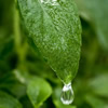 Stevia - Specialty Sweeteners - Cargill