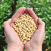 Plant Protein - Cargill