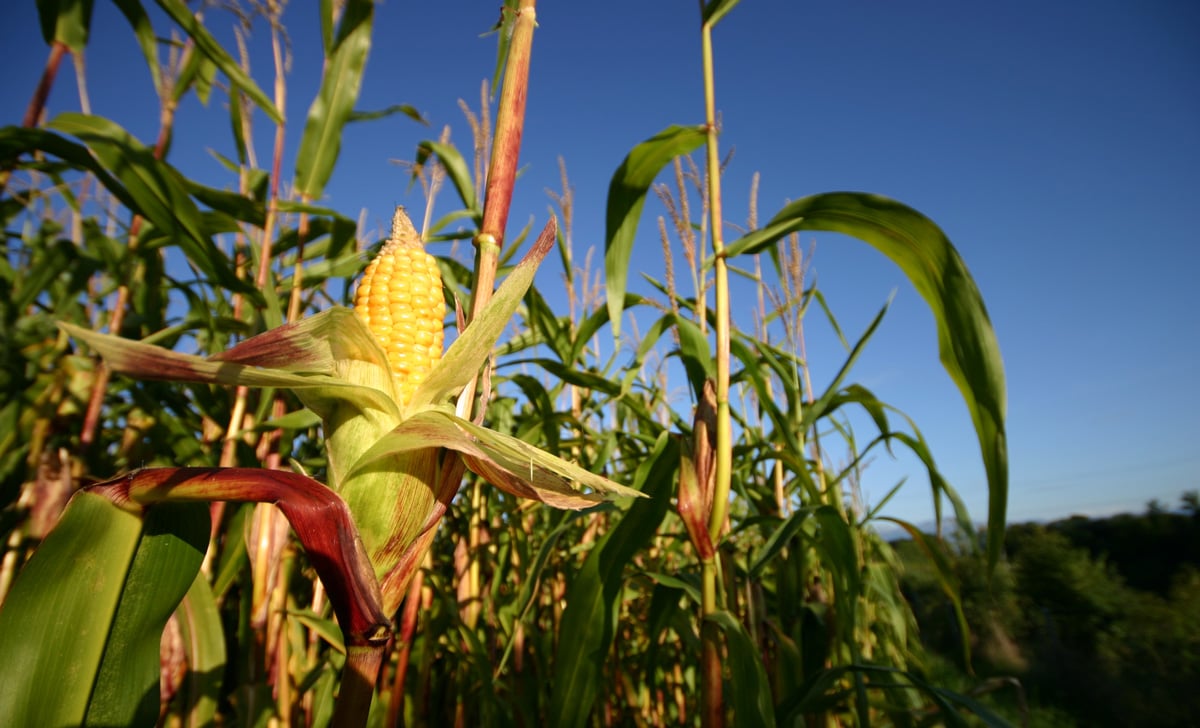 Cargill to advance regenerative agriculture practices across 10 million acres of North American farmland by 2030