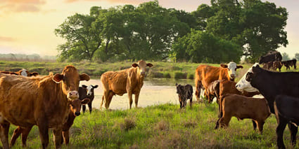 cattle landscape preview image