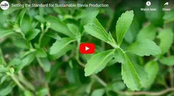 Click to play Sustainable Stevia video | Cargill