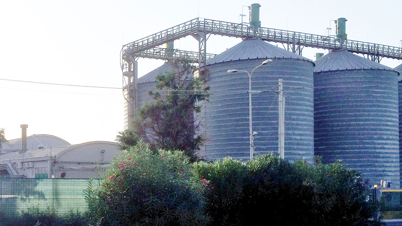 pectin plant