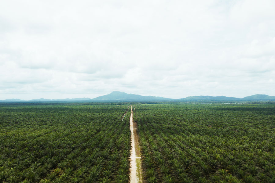 RSPO-certified sustainable palm oil plantations