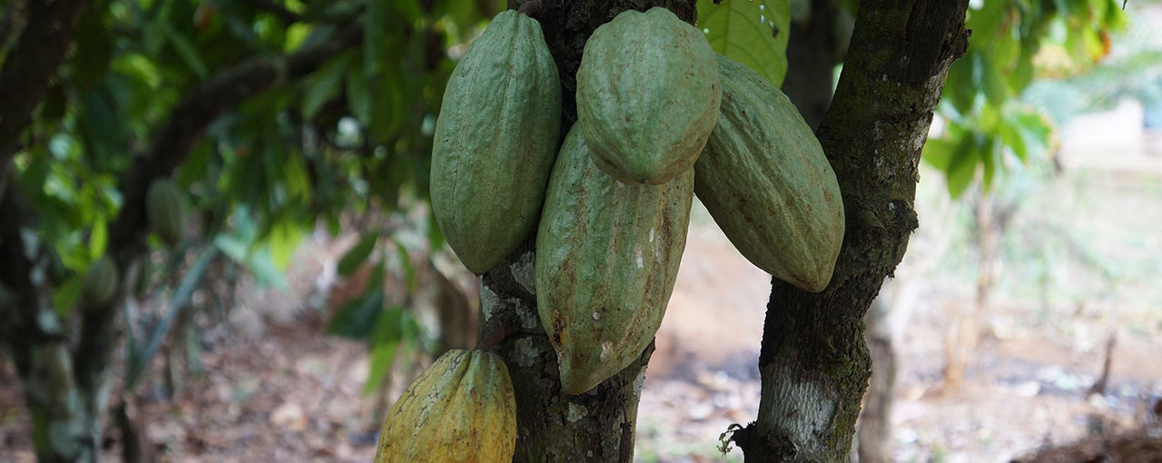 Milk Chocolate - The Right Claim