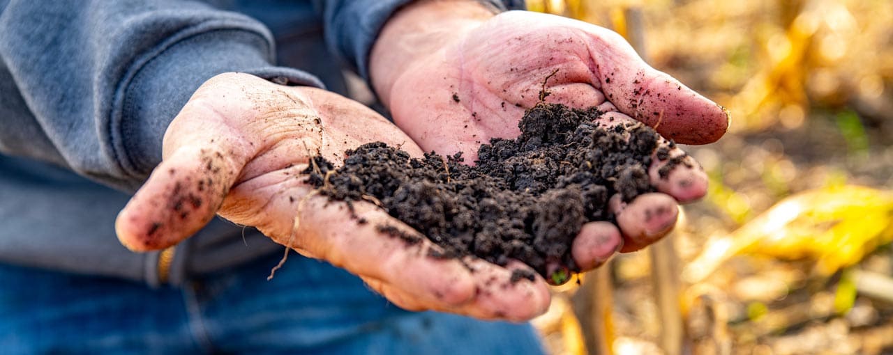 healthy soil in hands image
