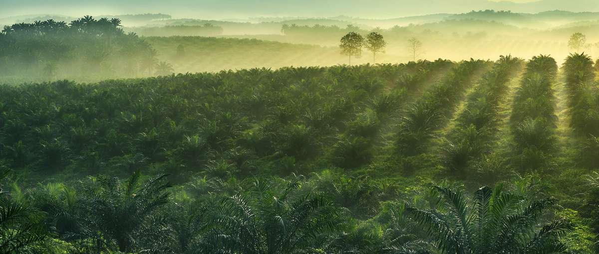 RSPO-certified Palm Oil - Bulk Oil Supplier - Cargill