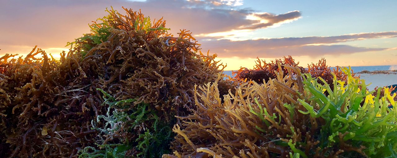 Seaweed drying and a sunset