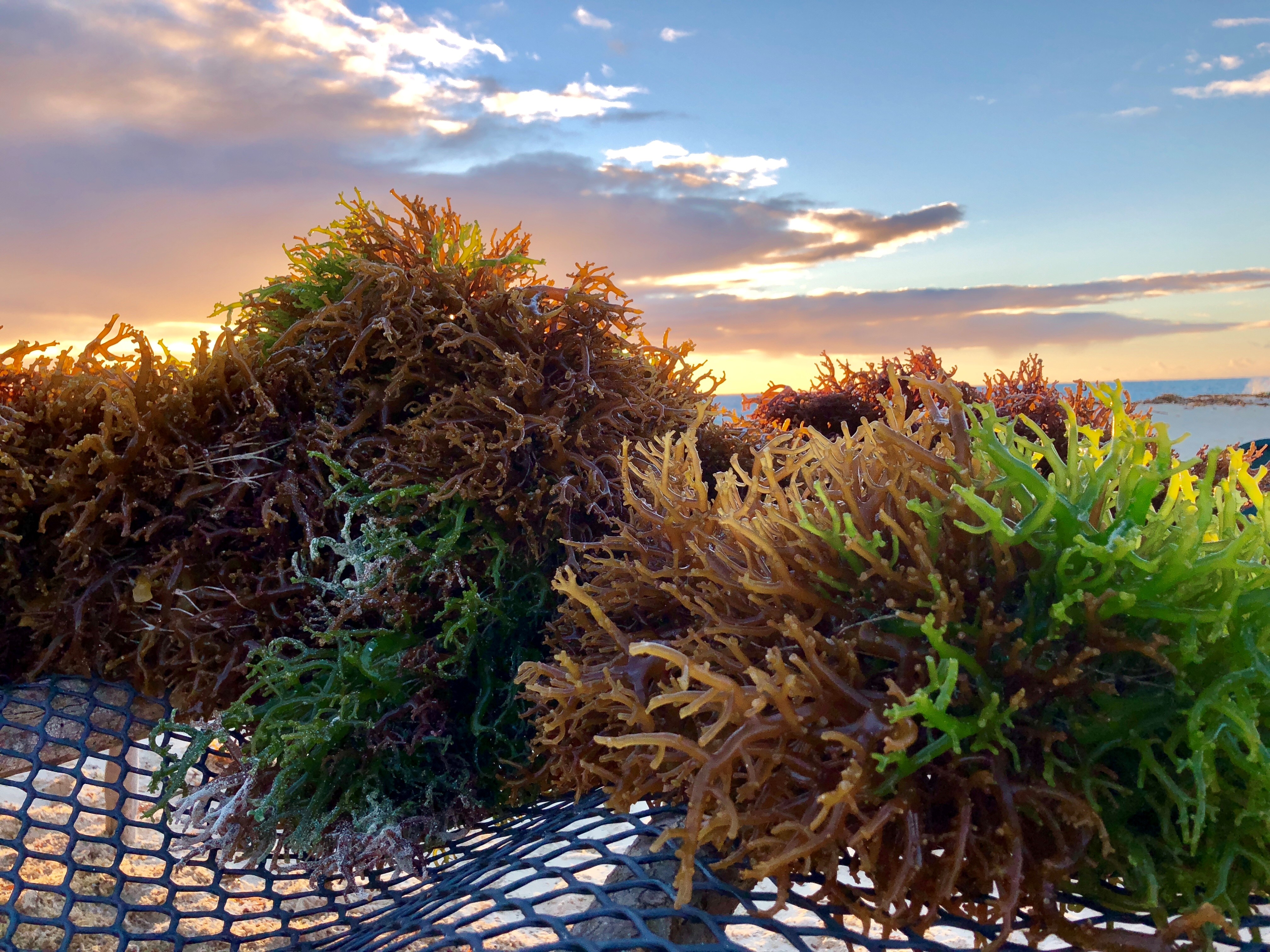 Cargill unveils seaweed powder to address -image