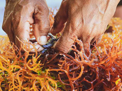 Cargill Carrageenan - seaweed drying in front of the sea Cargill Carrageenan - seaweed drying in front of the sea