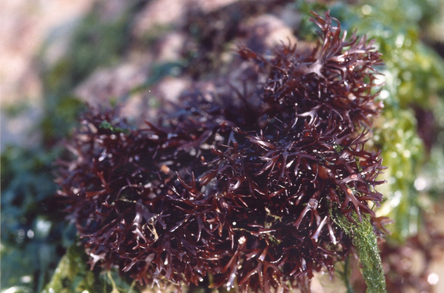 Is Seaweed a Viable Solution to Reduce  -imageinside