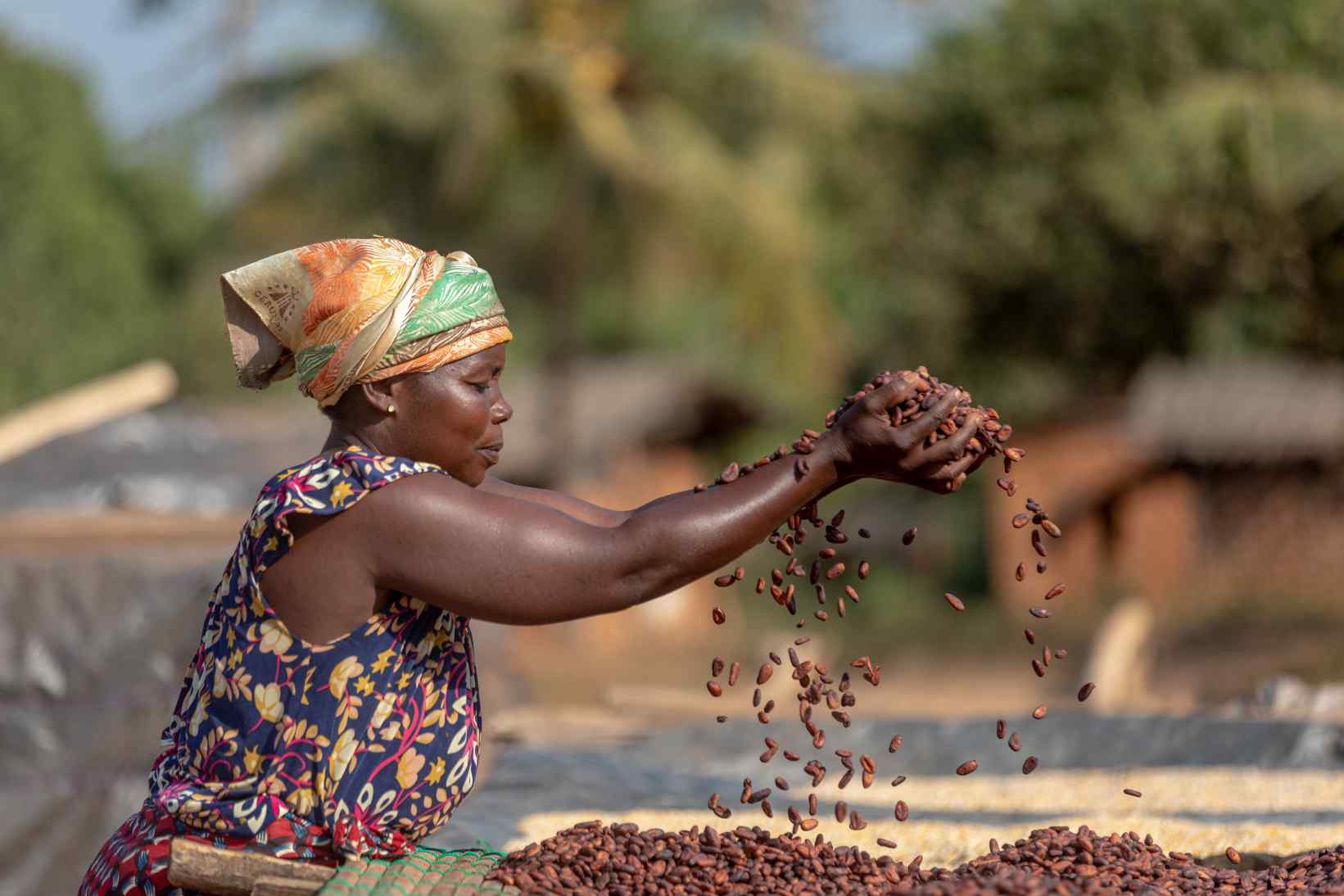 African woman holding cocoa beans in her hands