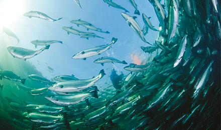 fish in the sea image