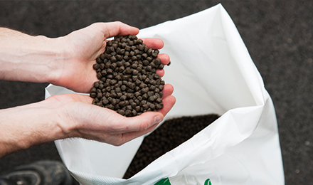fish feed image