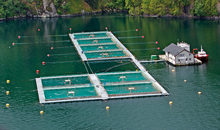 fisheries in water image