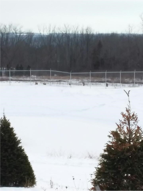 Cayuga Mine No. 4 Project Site, January 2021 Cayuga Mine No. 4 Project Site, January 2021