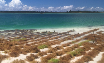 Discover the ingredient: Carrageenan