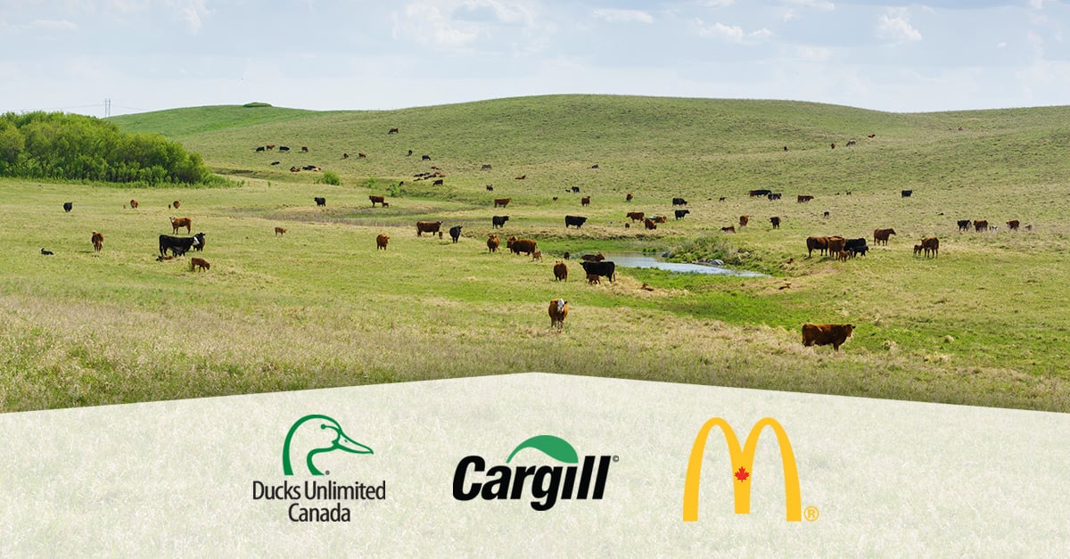 125000-acre initiative aims to conserve Canadian prairies -image