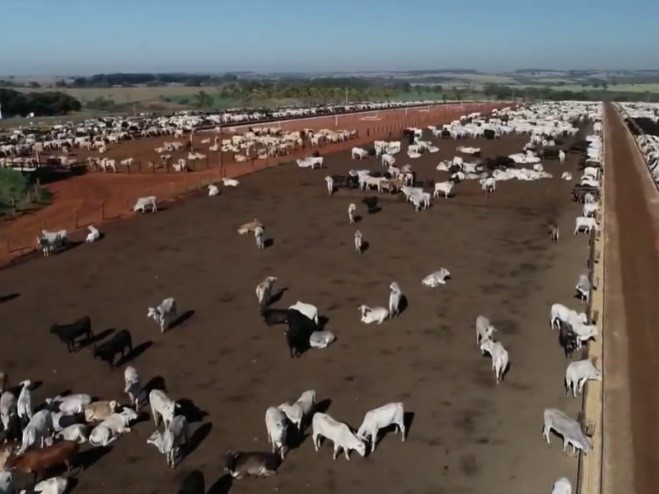 Conheça um confinamento de gado que investe em tecnologia -br