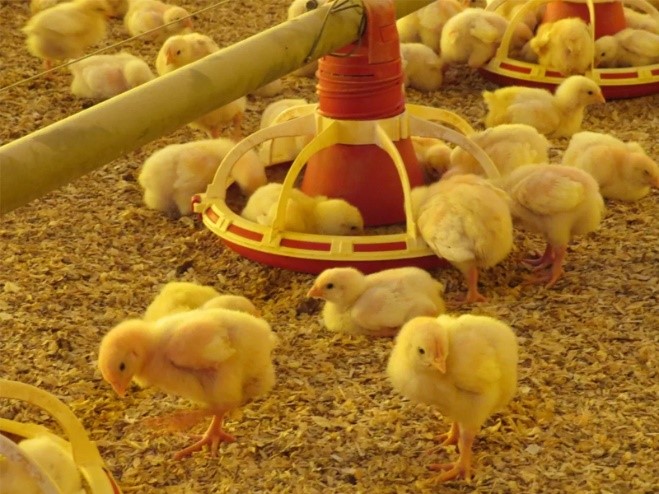 Cargill Nutrição Animal lança a tecnologia Shaker -img