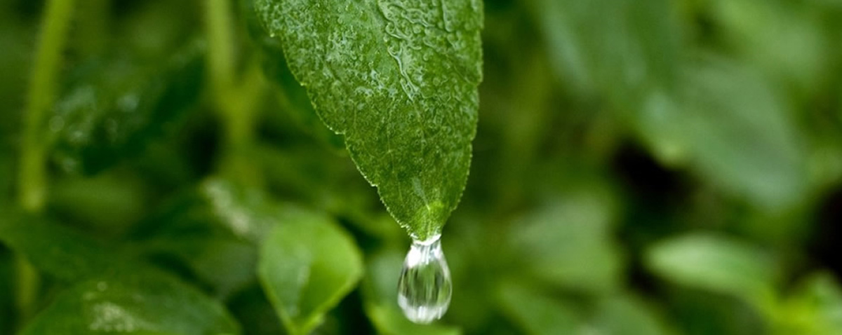 stevia leaf image