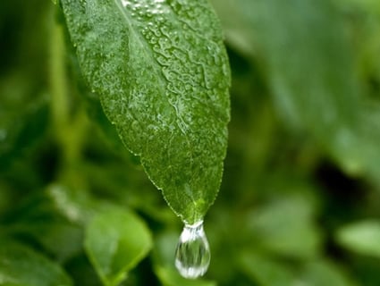 stevia leaf image