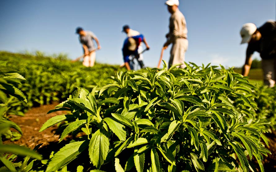 stevia crops field image