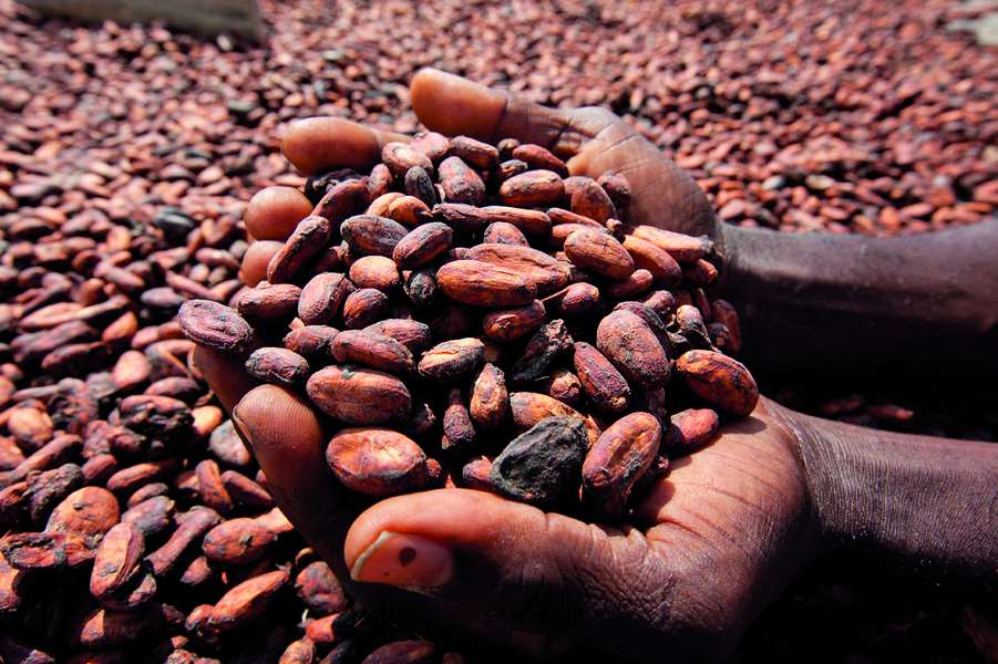Cargill raportoi edistymisestä metsäkadon torjunnassa ja metsien ennallistamisessa Ghanassa ja Norsunluurannikolla