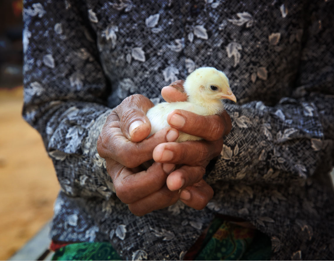 Hatching new plans: How a survivor of gender-based -imagestory