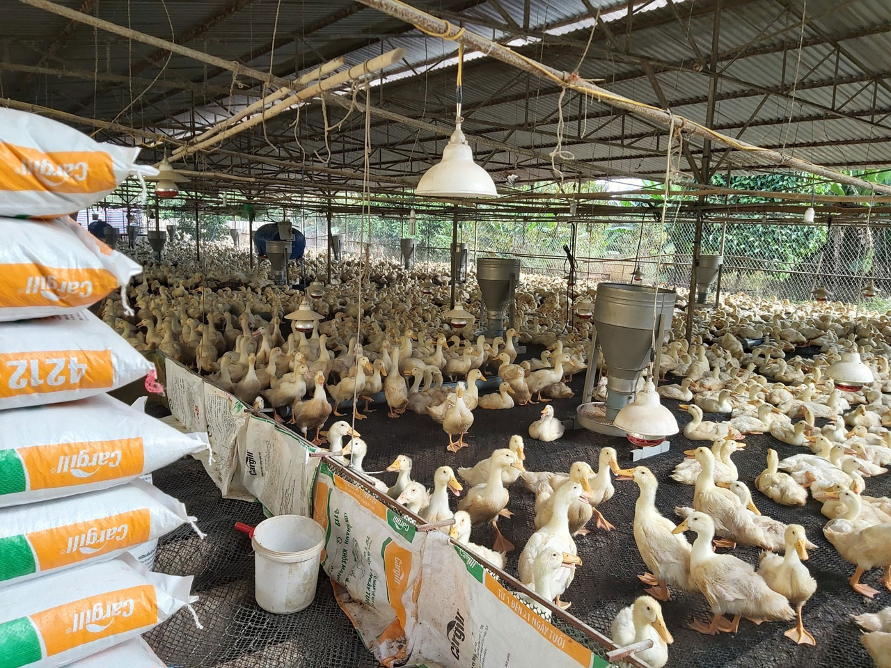 Performance - Holistic Animal VI -iMAGE