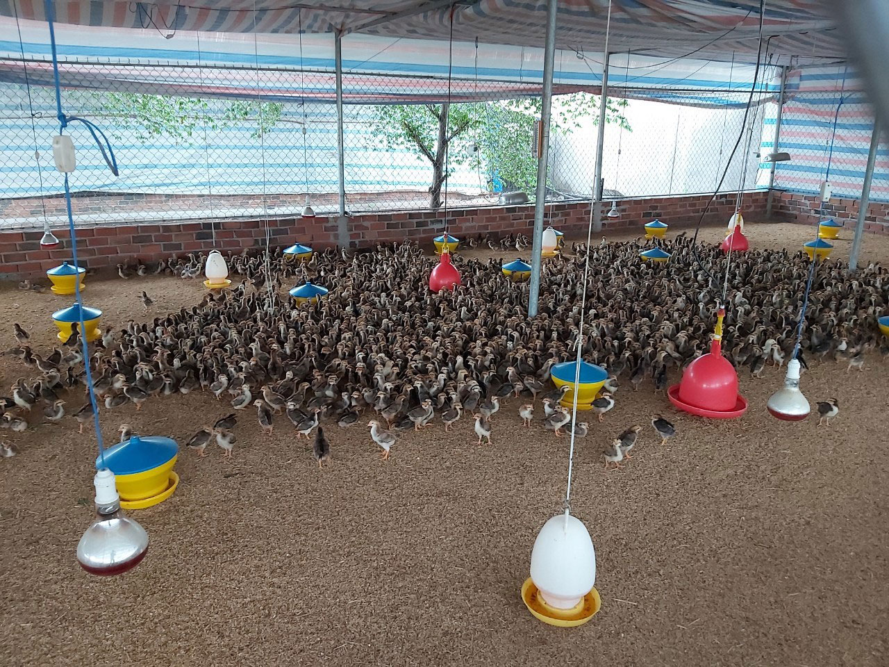 Performance - Young Animals Image VI -image