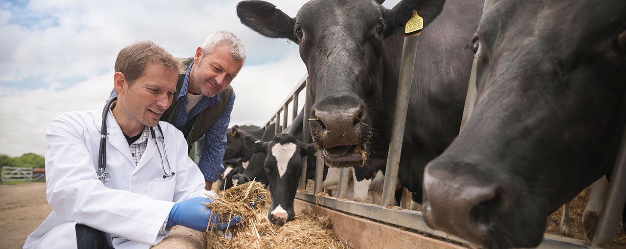 Farmer and Vet Inspecting Feed