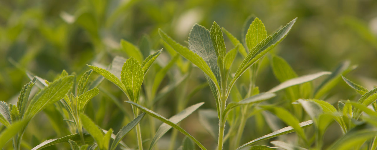 Stevia Crops