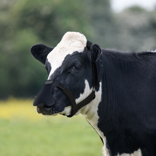 cow with a methane mask image cow with a methane mask image