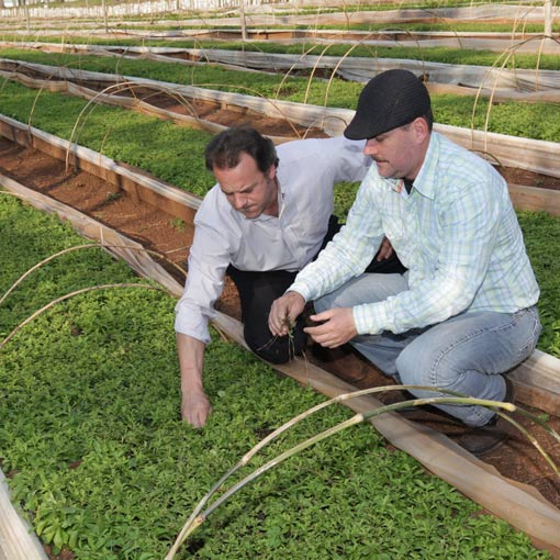 Couple of men looking at stevia crops