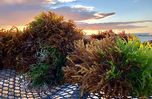 Cargill beauty news launch satiagel kappa carrageenan