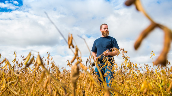 Man on a soy field landscape image