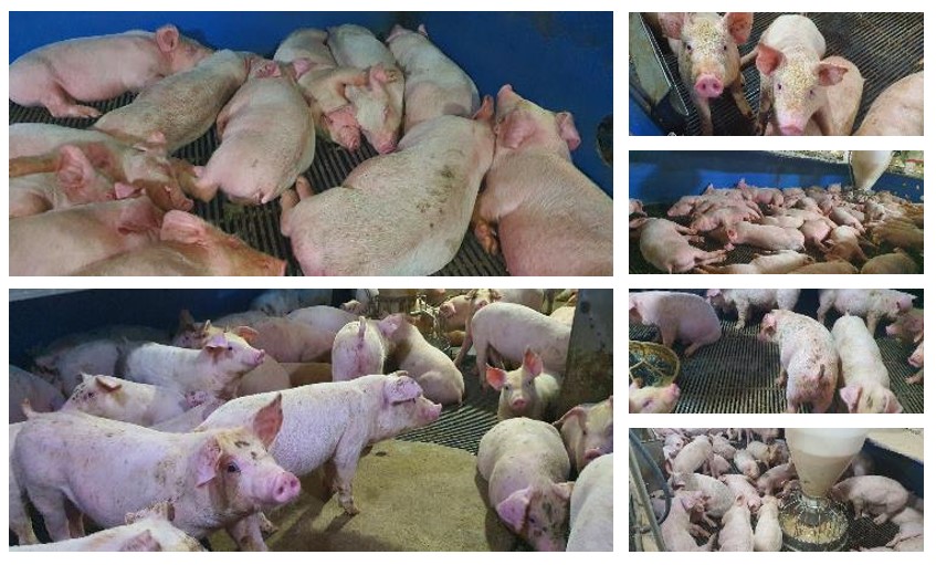 How A Farmer In South Korea Is Decreasing Pig -image