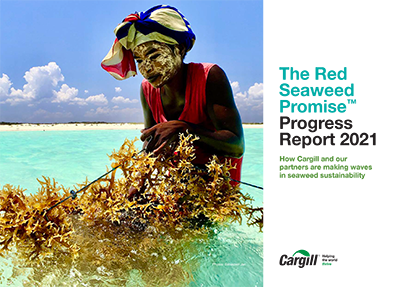 Red Seaweed Progress Report