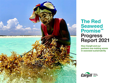 Red Seaweed Progress Report