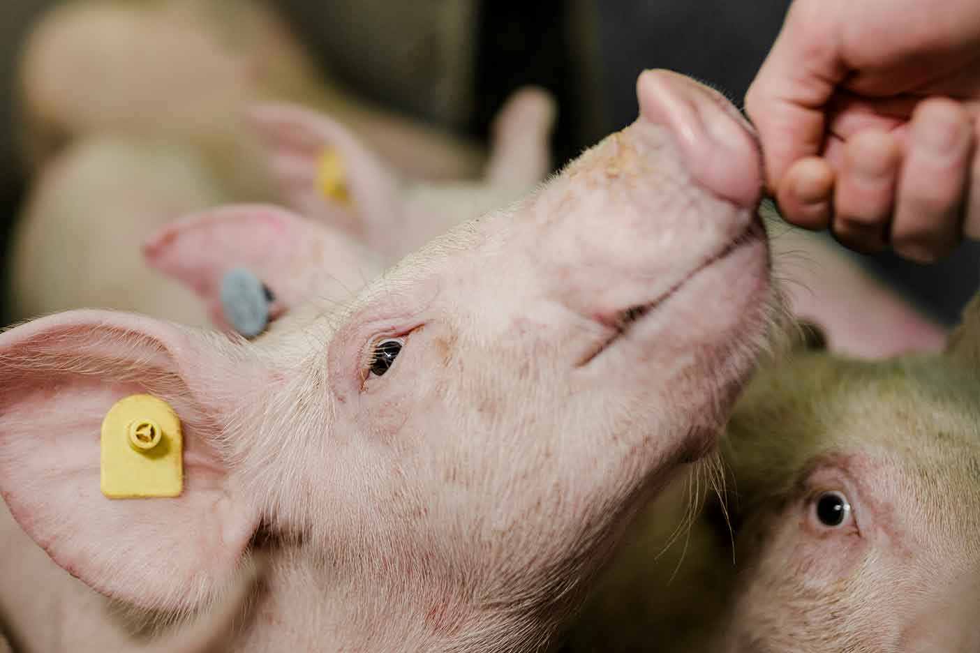 Young Pig Animal Nutrition -insideimage003