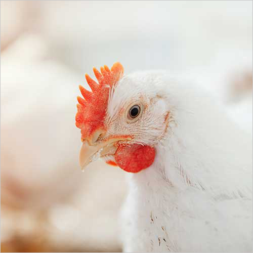 Galleon Healthy Broiler