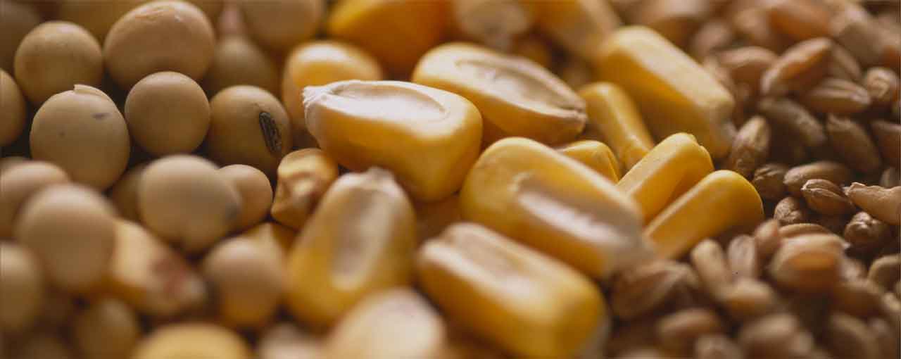 2021 Cargill World Mycotoxin Report -image