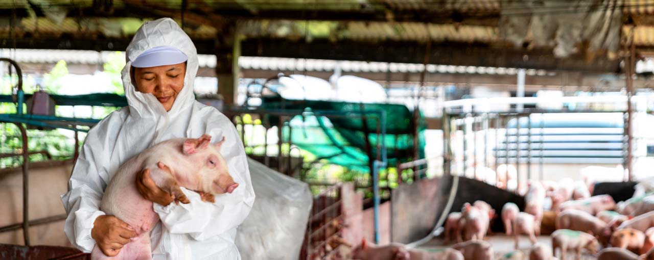 Man hugging a pig image