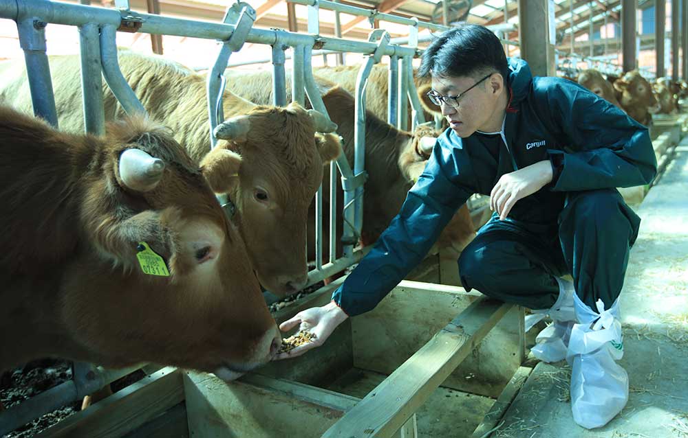 man feeding cattle
