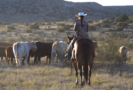 Ranching in Texas image