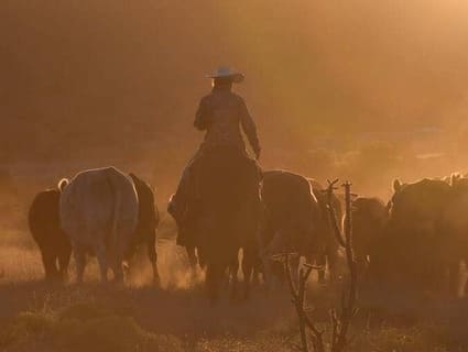 cowboy and cattle at sunset