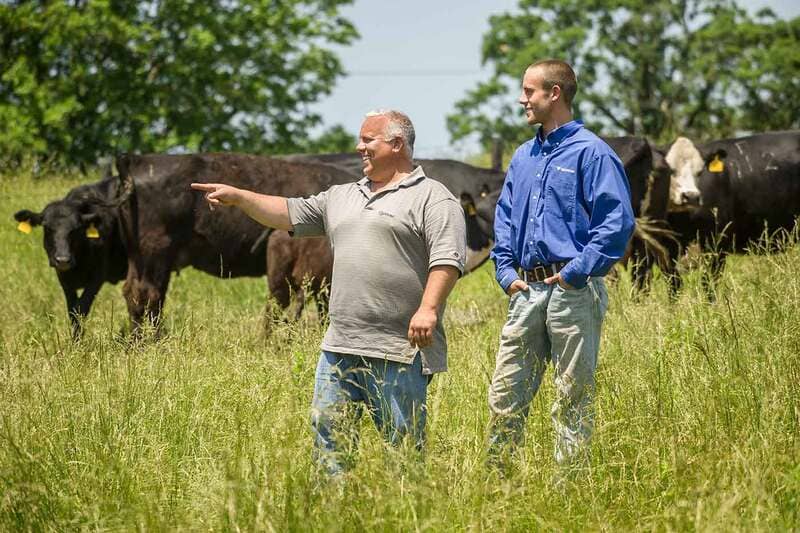 two farmers in a field with cattle