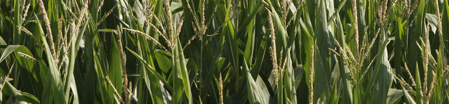 crops image