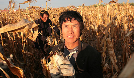 people at a corn crop field image